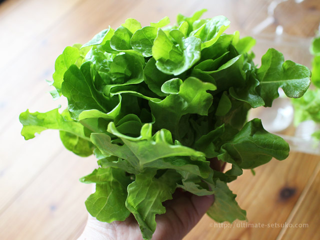 コストコの珍しくて可愛い名前の野菜 ブーケレタス は鮮度が長持ちで安くておすすめ