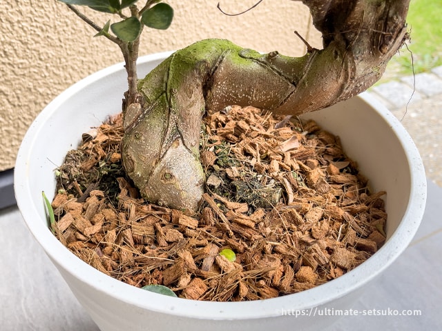 コストコで幸福をもたらす木 ガジュマルが買える サイズ感や水やりの方法を解説