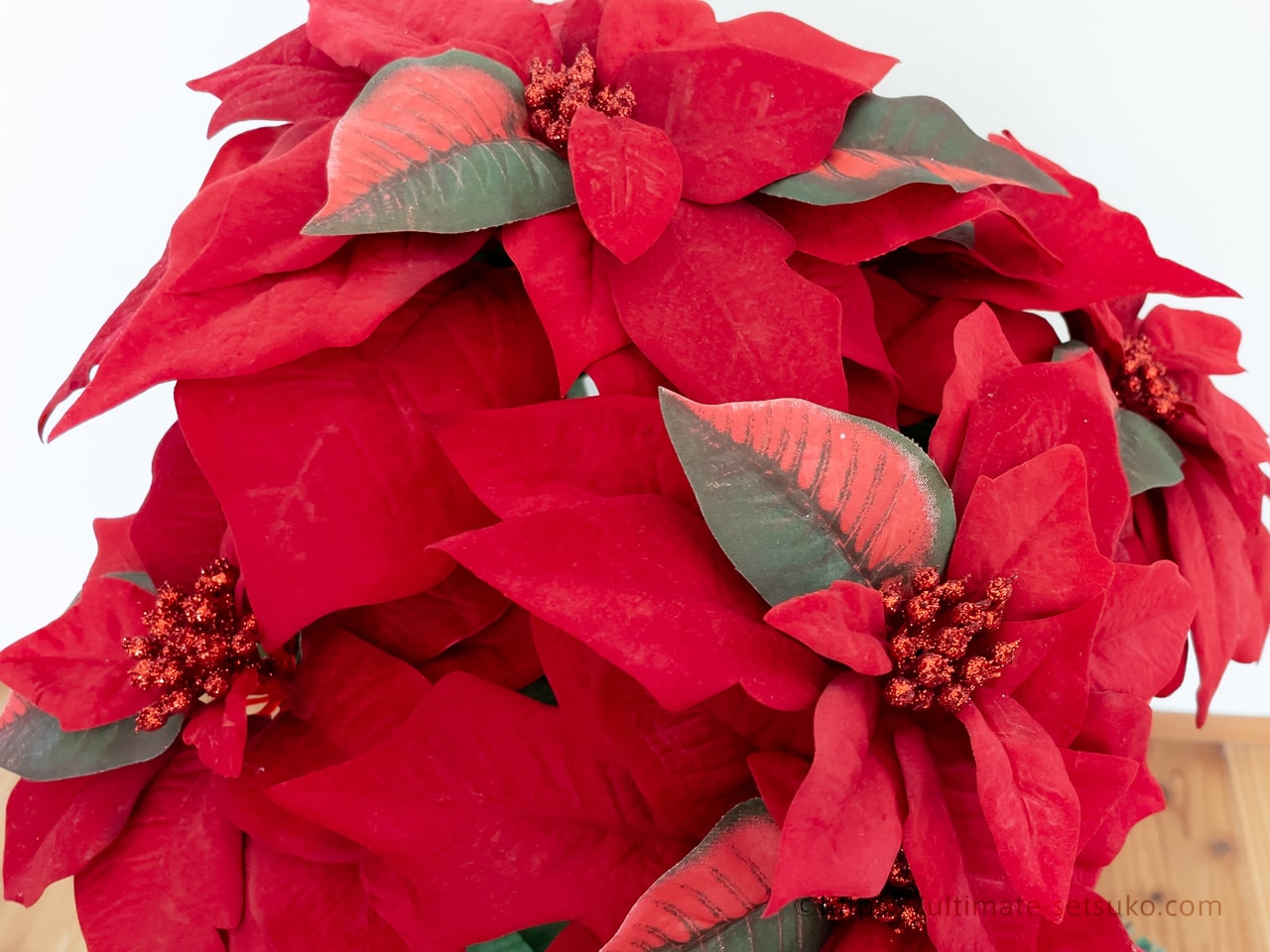 コストコのクリスマスおすすめ品はやっぱりポインセチアの鉢植え 置くだけで華やかな気分に