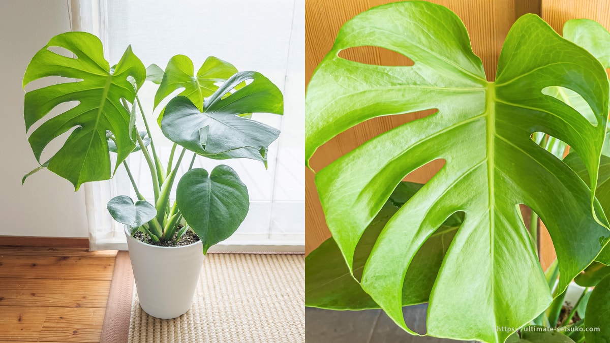 コストコで観葉植物のモンステラを購入 育てやすくておしゃれなのでインテリアにもおすすめ