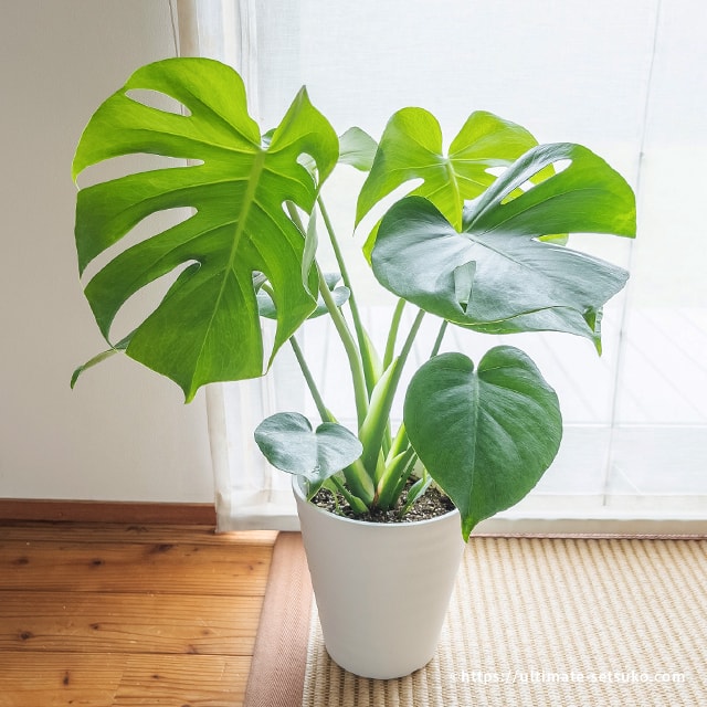 コストコで観葉植物のモンステラを購入 育てやすくておしゃれなのでインテリアにもおすすめ