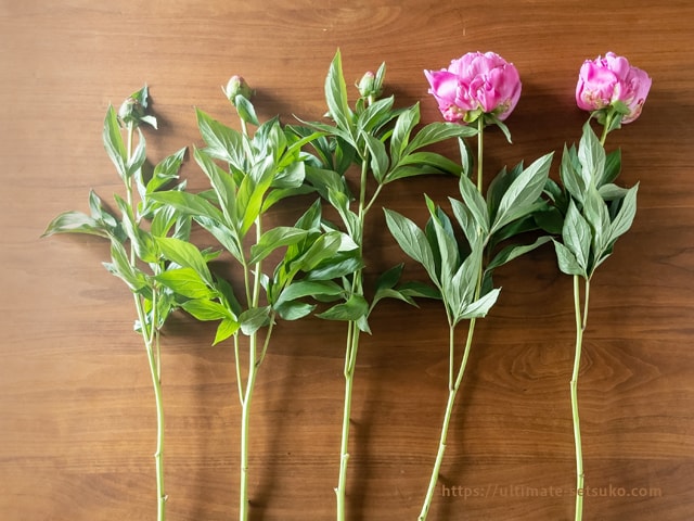 コストコのお花 初夏のグローワイズバンチは気品のある美しい芍薬 シャクヤク