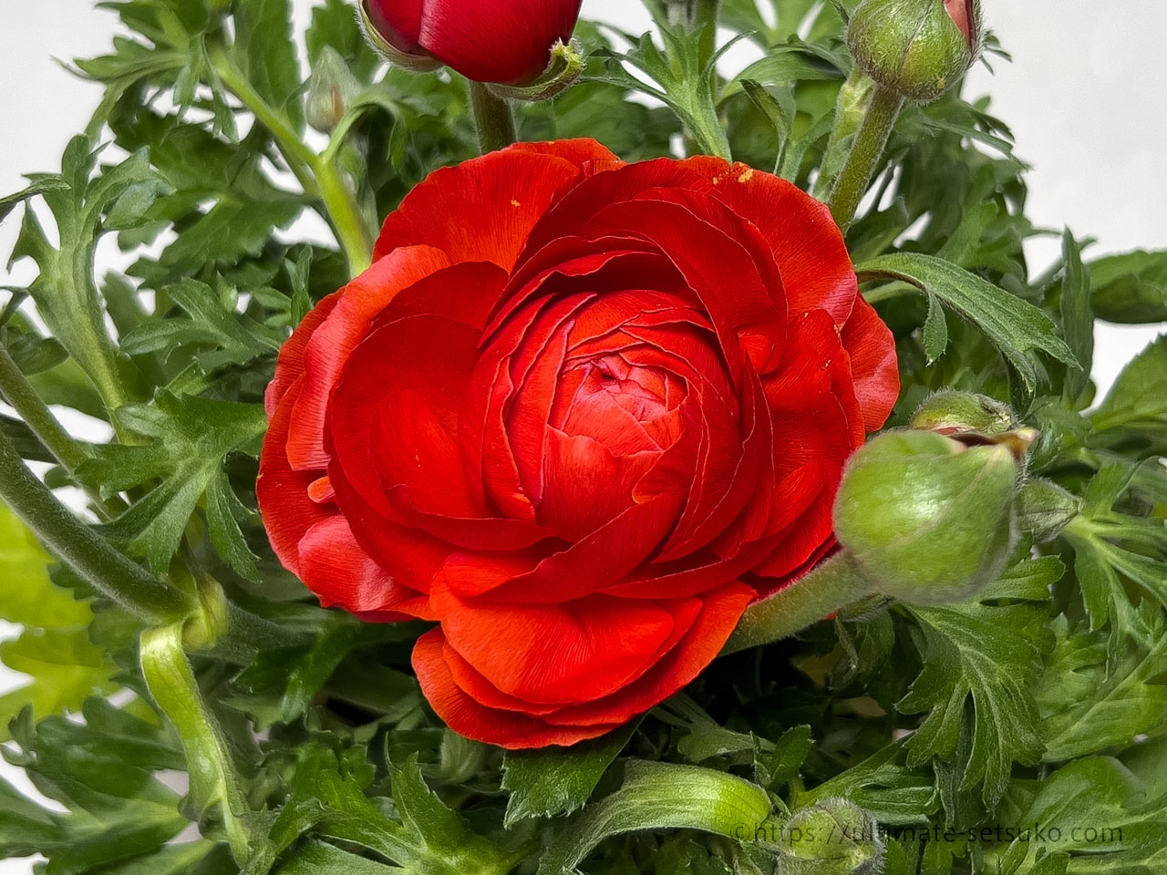 コストコでおすすめの春のお花 ラナンキュラスは明るい色と上品な香りで癒される