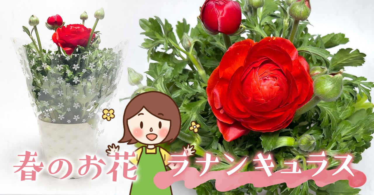 コストコでおすすめの春のお花 ラナンキュラスは明るい色と上品な香りで癒される