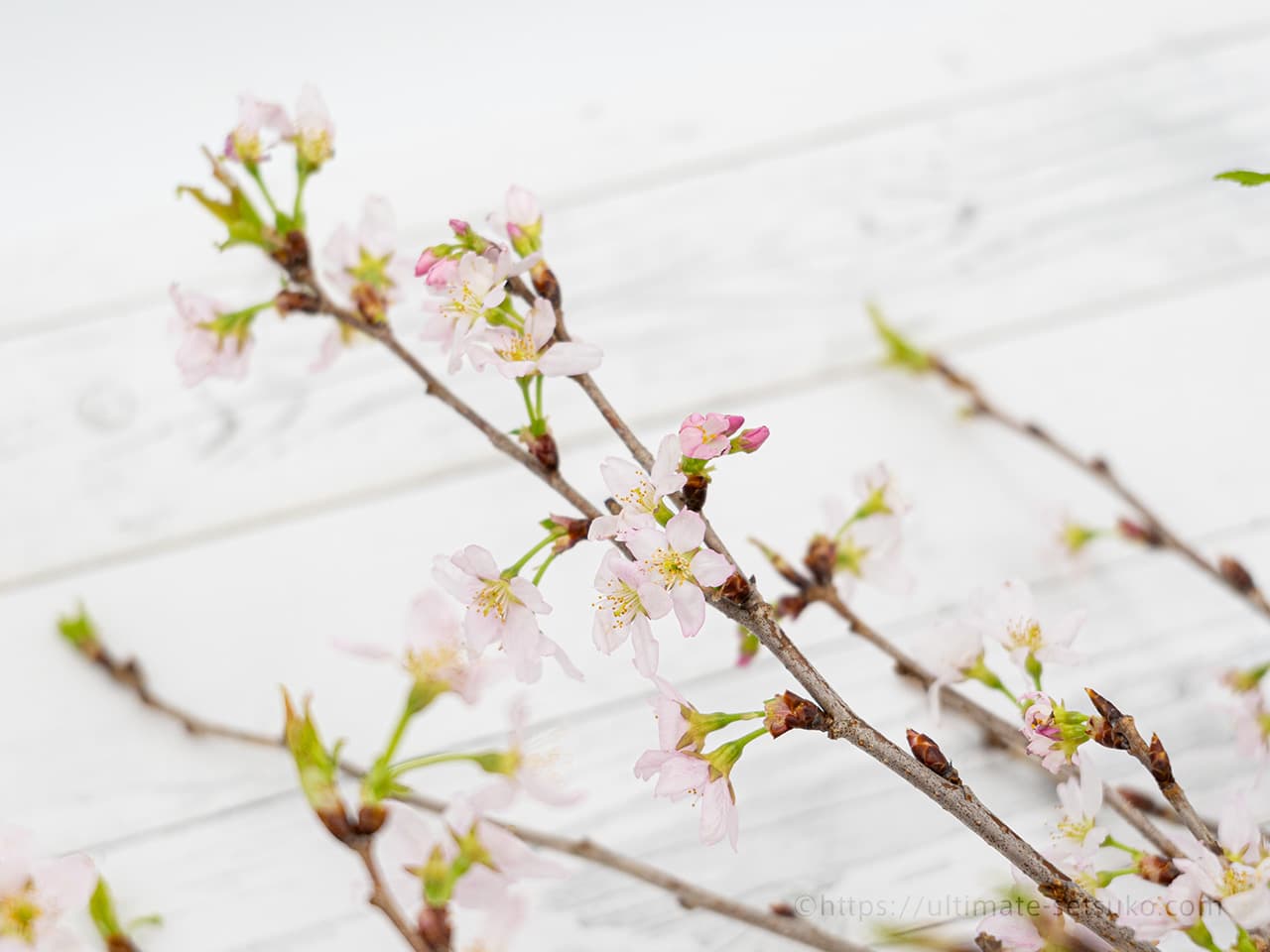 コストコ春限定 桜のスプリングプレミアムブーケは美しくてコスパ優秀で絶対おすすめ