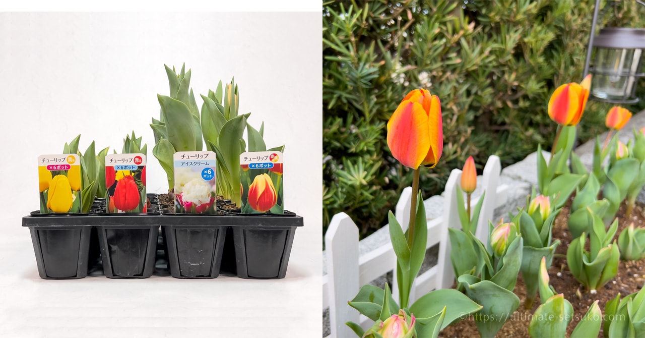 コストコの春商品！チューリップの苗球根ポットは花壇やお庭作りに最適です
