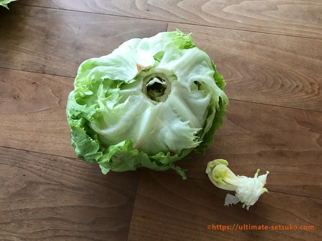 レタスの保存方法 簡単に芯をくりぬく方法と長持ちさせるコツ